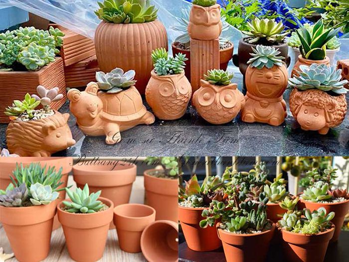 Cửa hàng mua chậu trồng sen đá nhiều màu lục giác để trong công ty, bàn làm việc đẹp mắt