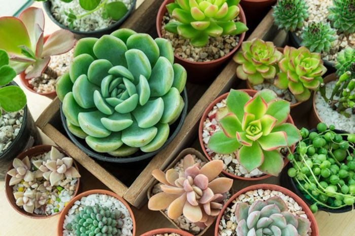 Cây Sen đá và các mẫu chậu sứ trồng sen đá mini nổi bật Cây Sen đá và các mẫu chậu sứ trồng sen đá mini nổi bật