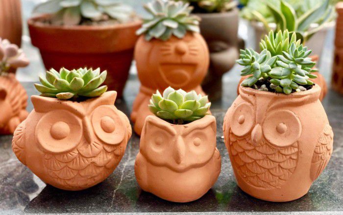 Chậu đất nung trồng sen đá có rất nhiều kiểu dáng độc đáo