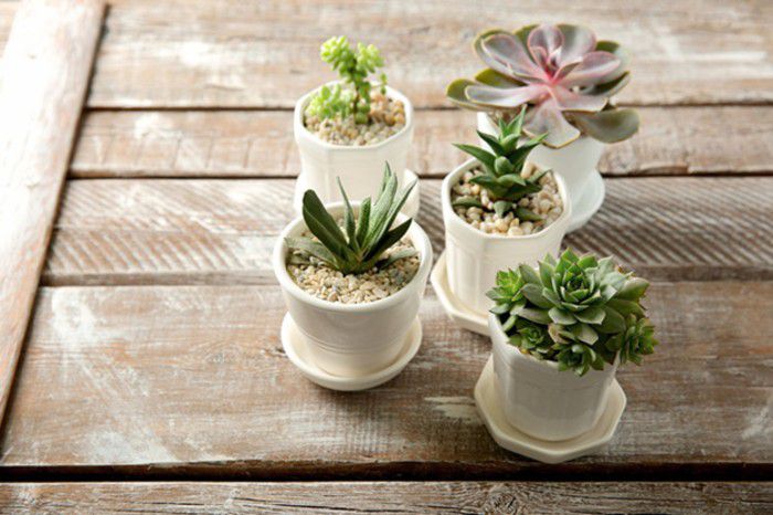 Chậu trồng sen đá mini bằng gốm sứ là sản phẩm được nhiều người ưa chuộng Chậu trồng sen đá mini bằng gốm sứ là sản phẩm được nhiều người ưa chuộng