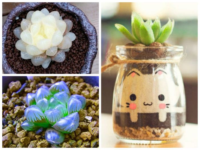 Tìm hiểu về các loại chậu trồng sen đá