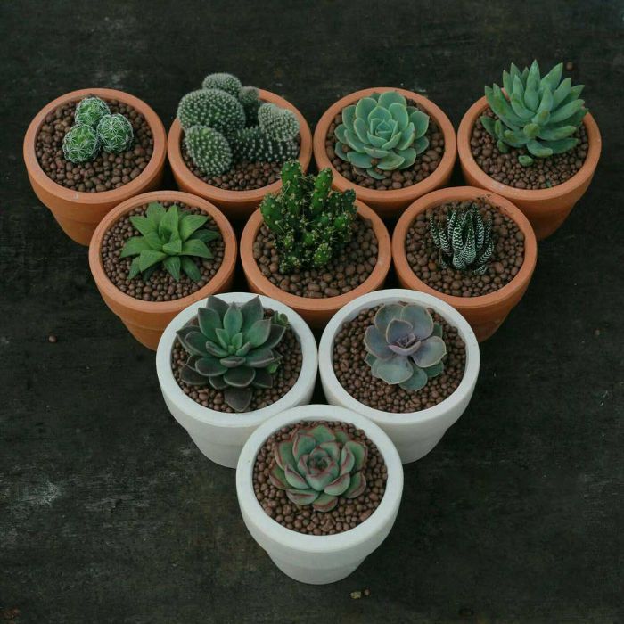 Tìm hiểu về đặc điểm của chậu đất nung trồng Sen đá