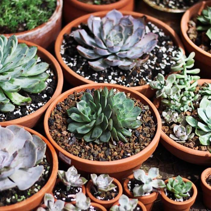 Chậu trồng sen đá bằng đất nung và gốm sứ luôn được ưa chuộng nhất