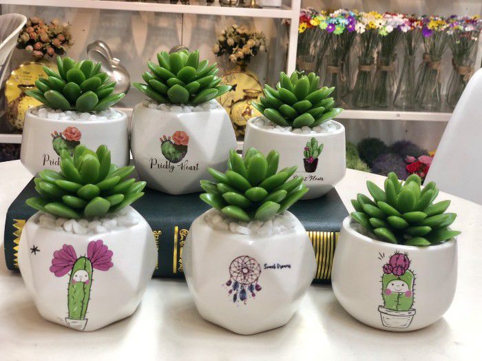 Mua chậu trồng sen đá hình chữ U hoặc V rất tốt cho sự phát triển của cây