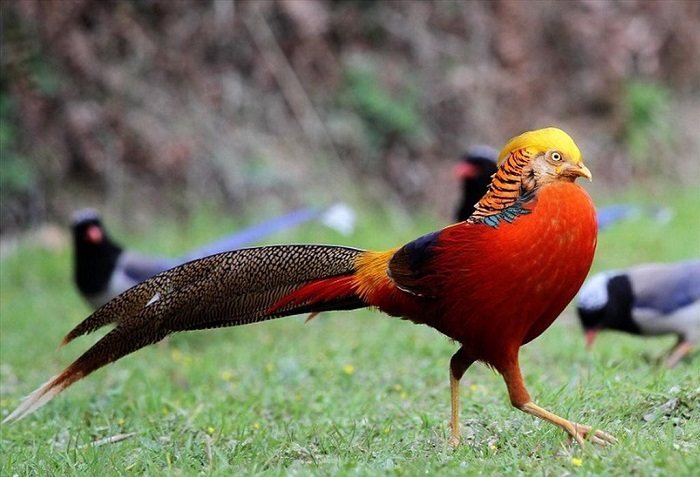 TẤT TẦN TẬT những điều HAY HO NHẤT về 5 giống chim trĩ tại Việt Nam hiện  nay!